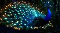 Majestic peacock displaying luminous tail feathers against dark background with glowing magical lights creating enchanting night garden atmosphere.