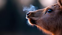 Close-up profile of brown rodent with blue eyes breathing visible vapor in cold air, warm lighting highlights fur texture and whiskers against blurred background.
