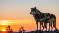 Two gray wolves standing on rocky outcrop during golden sunset with orange sky and silhouetted trees in background for wildlife photography projects.