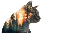 Double exposure silhouette of cat profile with forest sunset landscape inside, creating artistic nature-wildlife composite for environmental themes.