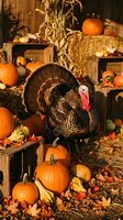 Male turkey with dark plumage and red wattle surrounded by orange pumpkins, dried corn stalks, hay bales, and autumn leaves in rustic wooden crate setting for fall harvest celebrations.