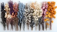 Colorful dried flowers and plants arranged in rainbow order on white background, including purple, pink, blue, white and orange blooms for floral design and decoration.