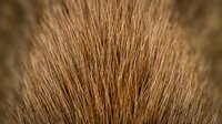 Close-up macro view of brown animal fur texture showing detailed hair strands and natural patterns for backgrounds and design projects.