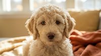 Adorable cream-colored goldendoodle puppy with curly fur sitting on cozy blanket in bright sunlit room. Perfect for pet care, family lifestyle content.