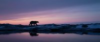 Polar bear silhouette walking on ice floe during arctic twilight with purple sky reflection in calm water creating serene wilderness landscape scene.