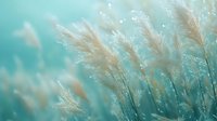 Delicate pampas grass plumes swaying in soft breeze against turquoise bokeh background, covered in morning dew drops creating dreamy natural atmosphere.