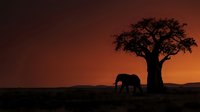 Elephant grazing beneath acacia tree at sunset in African savanna landscape. Silhouette wildlife scene for nature and travel content.