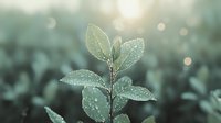 Fresh green plant sprout with morning dew drops on leaves against blurred natural bokeh background, macro nature photography in soft teal tones.