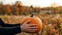 Caucasian male hand holding orange pumpkin in autumn field during harvest season, suitable for fall marketing, seasonal promotions, and agricultural themes.