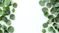 Fresh eucalyptus branches with round green leaves frame white background, natural botanical border design element for wedding invitations and cards.
