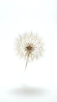 Delicate dandelion seed head with wispy filaments on clean white background, isolated for design projects and nature concepts.