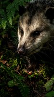 Young opossum exploring forest floor among ferns and moss in natural woodland habitat during nighttime foraging behavior.