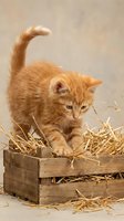 Adorable orange tabby kitten sitting in rustic wooden crate filled with golden straw, soft neutral background for pet care and animal lover designs.