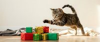 Playful tabby kitten with striped coat batting at colorful wrapped gift boxes on wooden floor, isolated against white background for holiday and pet-themed designs.