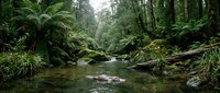 Serene forest stream flowing through lush green rainforest with ferns and moss-covered rocks creating peaceful natural wilderness landscape.