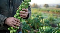 Farmer holding fresh green hop cones in agricultural field during harvest season, showcasing organic crop production and sustainable farming practices.
