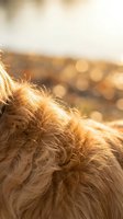 Golden retriever dog fur close-up with warm sunlight creating soft bokeh background for pet care and animal wellness content.