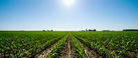 Rows of young corn plants growing in fertile agricultural field under clear blue sky, suitable for farming, agriculture, and agribusiness projects.