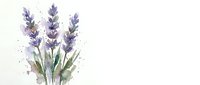 Watercolor lavender flowers with green stems and leaves on white background, botanical illustration for aromatherapy and wellness designs.