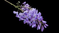 Isolated purple wisteria flower cluster on transparent background, ready for t-shirt design, clipart, stickers, sublimation, and print-on-demand projects.