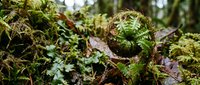 Lush green moss and fern fronds growing on forest floor with natural woodland debris, suitable for nature, environmental, and botanical design projects.