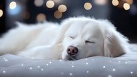 Sleeping white fluffy dog on cozy bed with bokeh lights in background creating magical dreamy atmosphere. Peaceful pet portrait captures serene moment.
