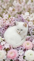 Adorable white kitten with blue eyes sitting among pink and purple spring flowers including lilacs and ranunculus for pet photography and greeting cards.
