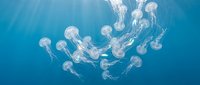 Group of translucent jellyfish floating gracefully through deep blue ocean water with trailing tentacles creating mesmerizing underwater marine scene.