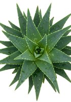 Overhead view of succulent agave plant with water droplets on pointed green leaves, isolated on white background for design and botanical use.