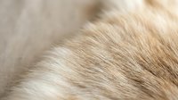Close-up of soft, fluffy fur texture in warm beige and cream tones, suitable for pet care, grooming, and animal-related design projects.