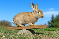 Playful brown rabbit balancing on wooden seesaw in garden setting with green grass and blue sky background, showing natural animal behavior and agility.
