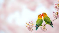 Two colorful lovebirds perched on cherry blossom branch against soft pink bokeh background. Romantic spring scene with blooming flowers and affectionate parrots.