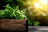 Fresh green basil herbs growing in rustic wooden planter box with warm golden sunlight streaming through blurred garden background for organic cooking and gardening.