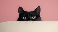 Curious black cat peeking over edge against pink background, only eyes and ears visible. Playful feline portrait showing hiding behavior and attentive expression.