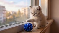 Adorable gray and white kitten playing with blue toy ball on wooden windowsill during golden hour sunset with urban cityscape background.