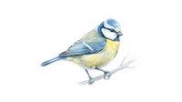 Blue tit bird perched on branch isolated on white background. Watercolor illustration of small songbird with yellow breast for nature designs.