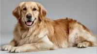 Golden retriever dog lying down with tongue out on neutral background, friendly canine pet portrait for veterinary and animal care designs.