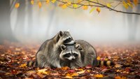 Two adorable raccoons cuddling together in autumn forest with colorful fallen leaves and golden foliage creating warm seasonal wildlife scene.