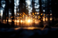 Magical sunset through forest trees creating glowing bokeh effect with scattered golden light spots against dark silhouettes. Dreamy nature photography for backgrounds.