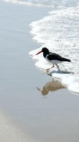 Oystercatcher bird with distinctive red beak walking along ocean shoreline waves on sandy beach with reflection in wet sand during peaceful coastal moment.