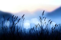 Silhouettes of wild grass stems against blurred blue twilight background with soft bokeh lights and mountain landscape, creating dreamy nature atmosphere.