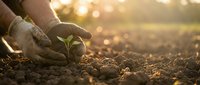 Farmer's hands planting young seedling in fertile soil at sunrise, agricultural growth and sustainable farming concept for gardening and environmental projects.