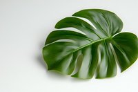 Fresh monstera deliciosa leaf isolated on white background. Tropical plant foliage with distinctive split pattern and glossy texture. Minimal botanical design element.