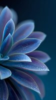 Macro close-up of blue purple flower petals with sparkling water droplets on dark background for nature photography and botanical design projects.
