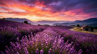 Stunning lavender field at sunset with dramatic purple and orange sky over rolling hills and mountains creating romantic countryside landscape.