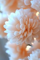 Delicate white chrysanthemum flower with soft peach background and dreamy bokeh effect creates gentle romantic mood for wedding and celebration designs.