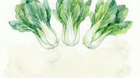 Fresh bok choy watercolor illustration isolated on white background for healthy cooking and organic vegetable designs.