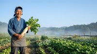 Mature male farmer of Asian descent wearing blue shirt and apron holding fresh harvested vegetables in vegetable garden field at sunrise, agricultural lifestyle and organic farming.