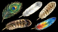 Colorful feathers isolated on transparent background, ready for t-shirt design, clipart, stickers, sublimation, print-on-demand products and digital crafts.
