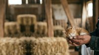 Farmer holding handful of harvested wheat grain in hands with barn and hay storage in background.